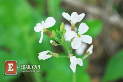 Mộc Châu đẹp lung linh mùa hoa cải trắng
